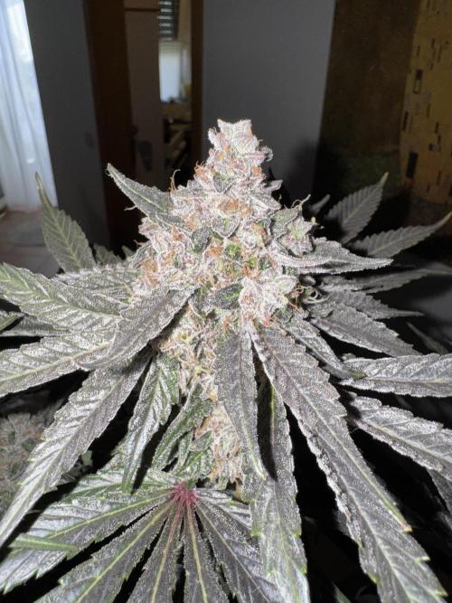 Tiki Madman Apples n Bananas BX. Week 17