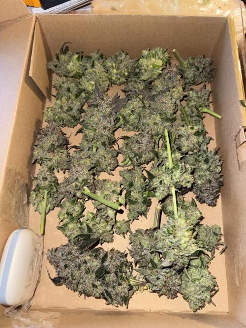 Tiki Madman Apples n Bananas BX. Week 17