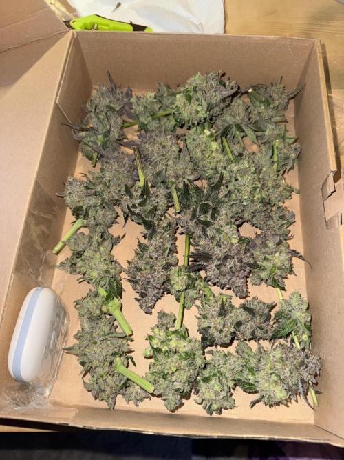 Tiki Madman Apples n Bananas BX. Week 17