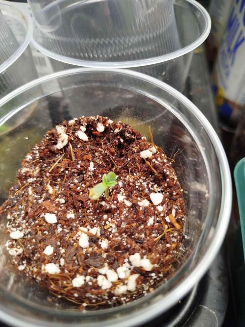 EnteKR first Time Grow Automatic. Week 0 - 24h nach Aussaat