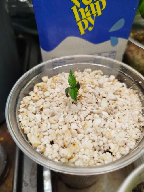 EnteKR first Time Grow Automatic. Week 0 - Tag 6