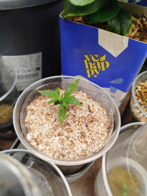 EnteKR first Time Grow Automatic. Week 1 - Tag 13