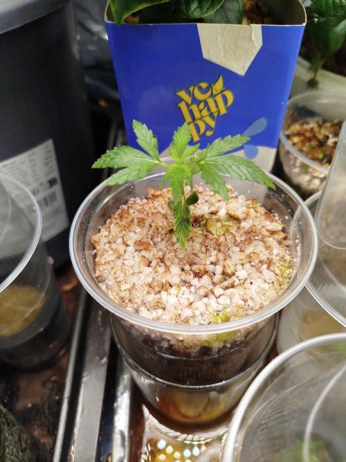 EnteKR first Time Grow Automatic. Week 1 - Tag 18