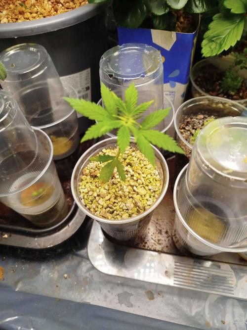 EnteKR first Time Grow Automatic. Week 2 - Tag 25