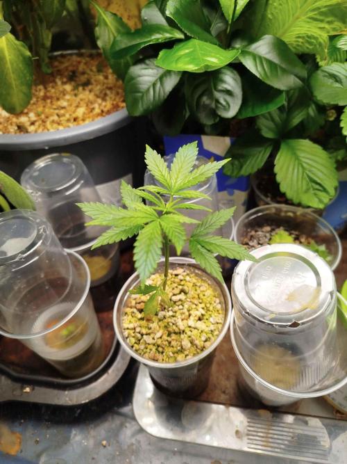 EnteKR first Time Grow Automatic. Week 2 - Tag 28