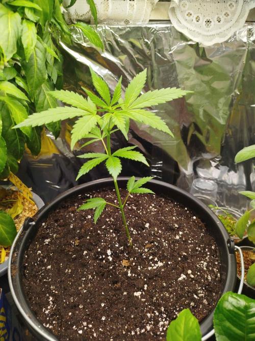 EnteKR first Time Grow Automatic. Week 2 - Tag 34 12L Topf