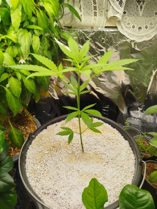 EnteKR first Time Grow Automatic. Week 2 - Tag 34 12L mit Perlit