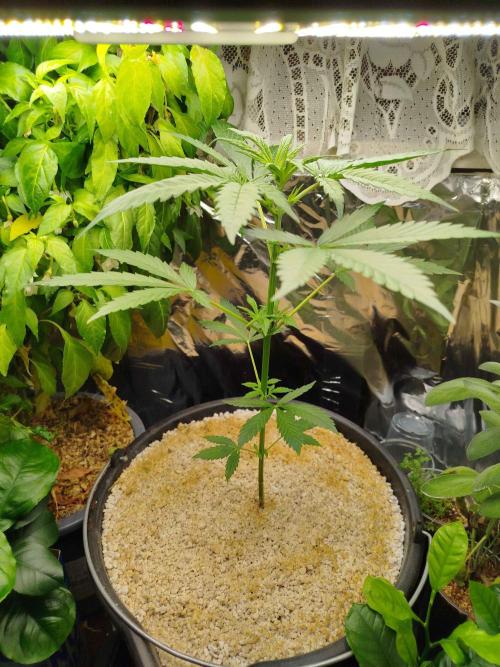EnteKR first Time Grow Automatic. Week 2