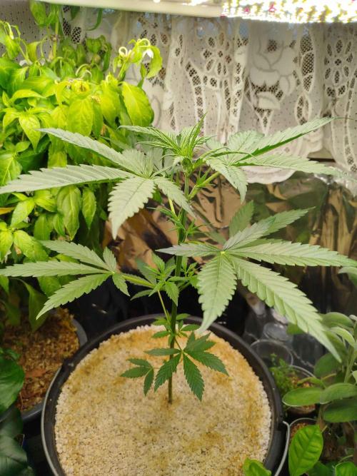 EnteKR first Time Grow Automatic. Week 3 - Tag 41