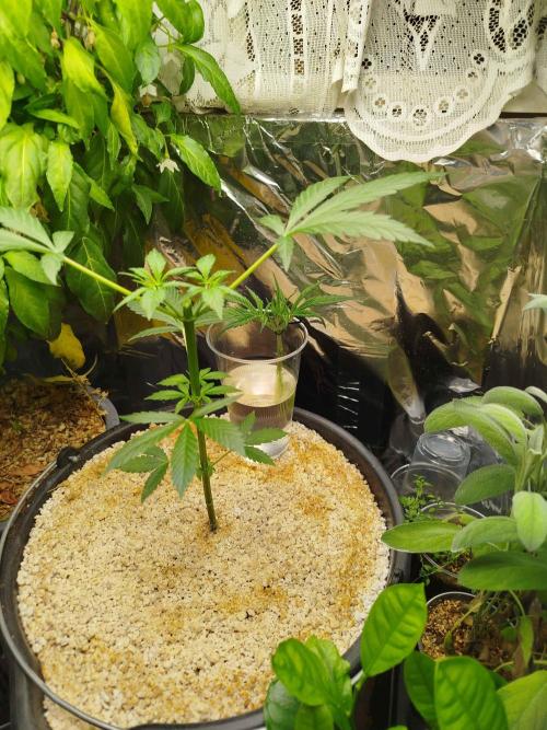 EnteKR first Time Grow Automatic. Week 3 - Tag 41 Cut