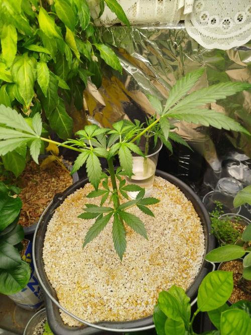 EnteKR first Time Grow Automatic. Week 3 - Tag 42