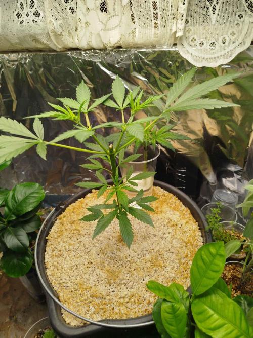EnteKR first Time Grow Automatic. Week 3 - Tag 44