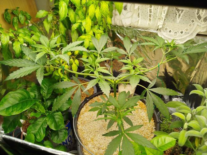 EnteKR first Time Grow Automatic. Week 4 - Tag 48