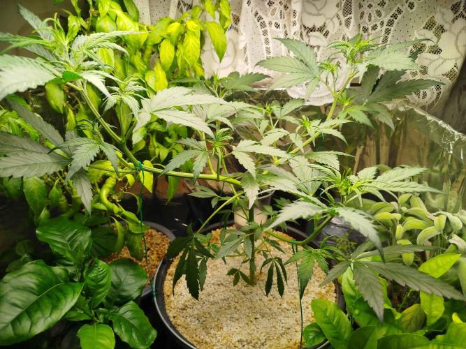 EnteKR first Time Grow Automatic. Week 4 - Tag 50