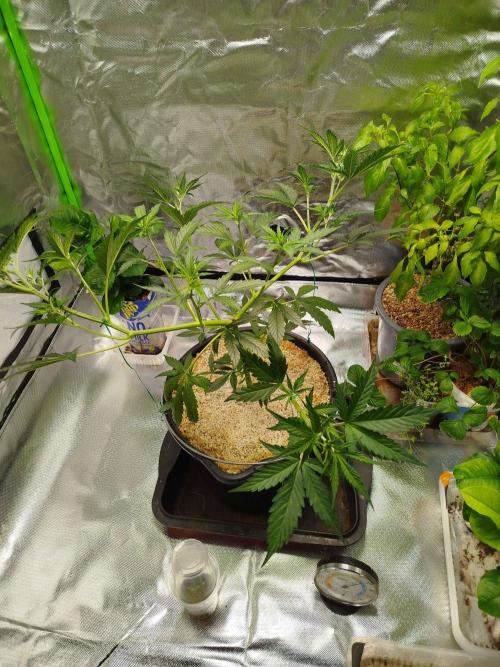 EnteKR first Time Grow Automatic. Week 4 - Tag 52 Umzug