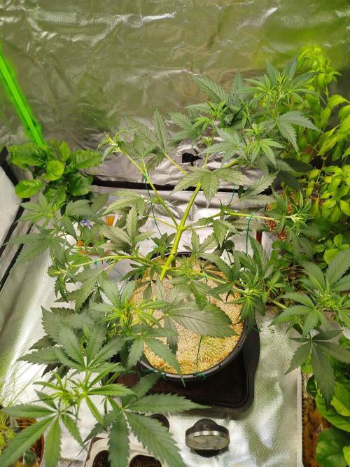EnteKR first Time Grow Automatic. Week 4 - Tag 53a