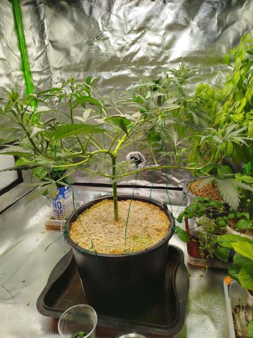 EnteKR first Time Grow Automatic. Week 4 - Tag 53b