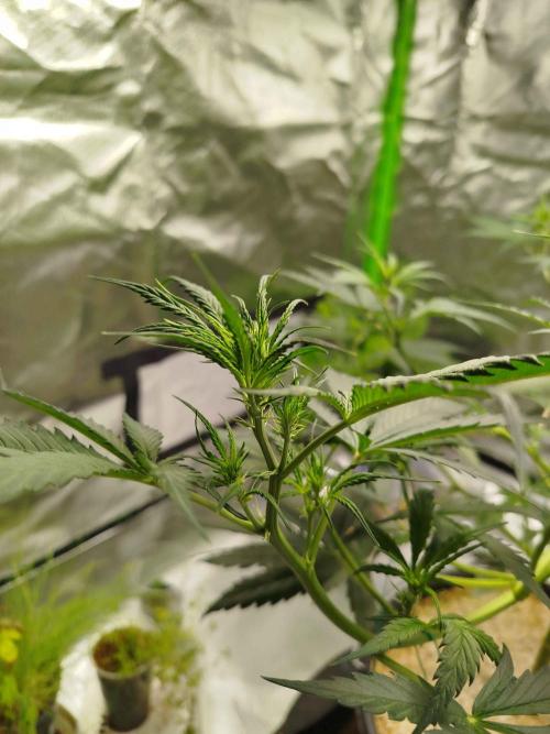 EnteKR first Time Grow Automatic. Week 5 - Tag 55b Vorblüte