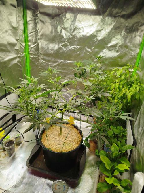 EnteKR first Time Grow Automatic. Week 5 - Tag 56
