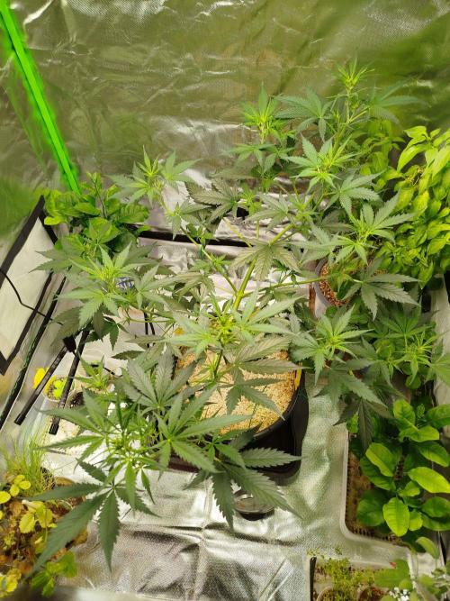 EnteKR first Time Grow Automatic. Week 5 - Tag 56b