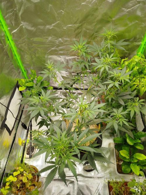 EnteKR first Time Grow Automatic. Week 6 - Tag 59