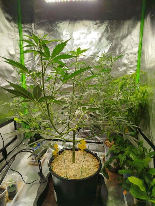 EnteKR first Time Grow Automatic. Week 6 - Tag 61a