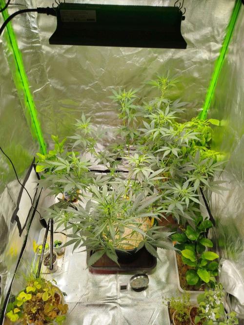 EnteKR first Time Grow Automatic. Week 6 - Tag 61b