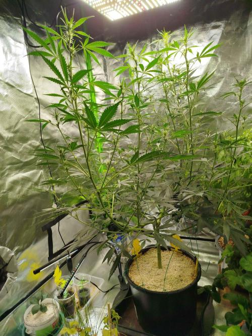 EnteKR first Time Grow Automatic. Week 6 - Tag 67a