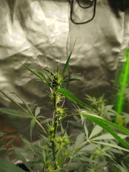 EnteKR first Time Grow Automatic. Week 6 - Tag 67b