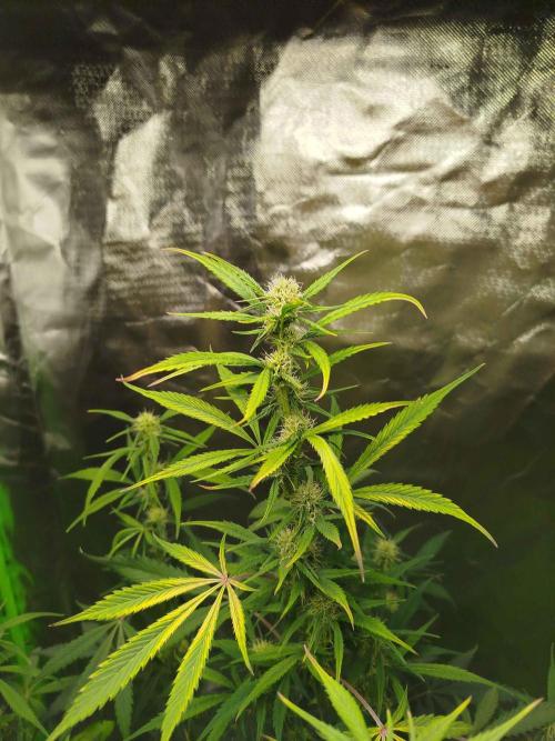 EnteKR first Time Grow Automatic. Week 7 - Tag_078_23.05.26
