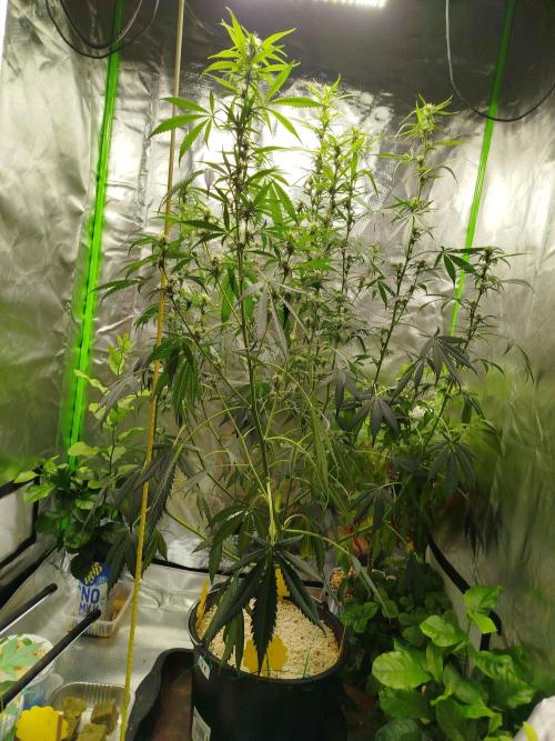 EnteKR first Time Grow Automatic. Week 7 - Tag_078a