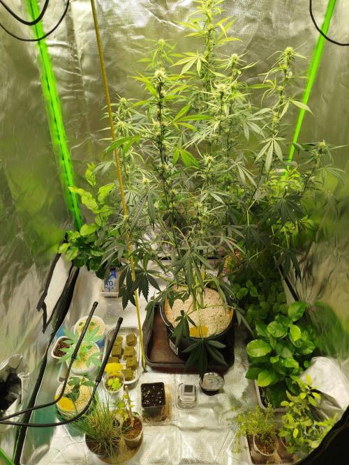 EnteKR first Time Grow Automatic. Week 7 - Tag_078b