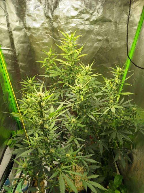 EnteKR first Time Grow Automatic. Week 7 - Tag_079_24.05.26