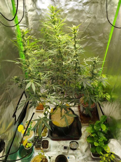EnteKR first Time Grow Automatic. Week 8