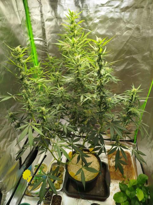 EnteKR first Time Grow Automatic. Week 8