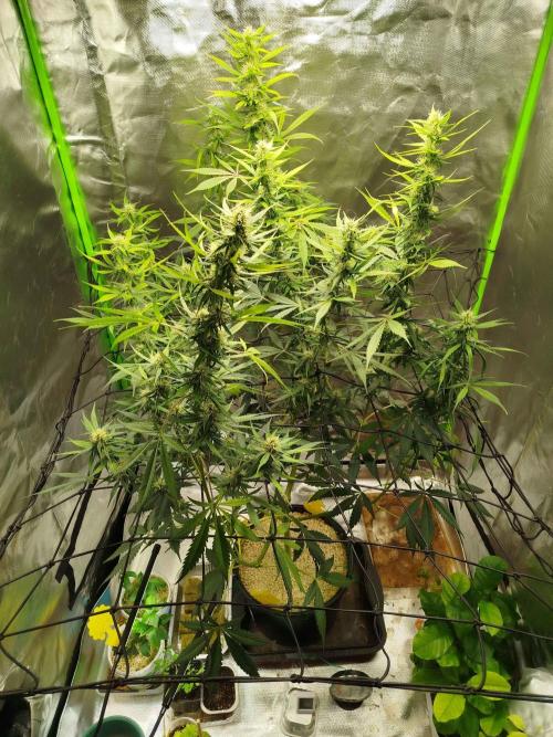 EnteKR first Time Grow Automatic. Week 8