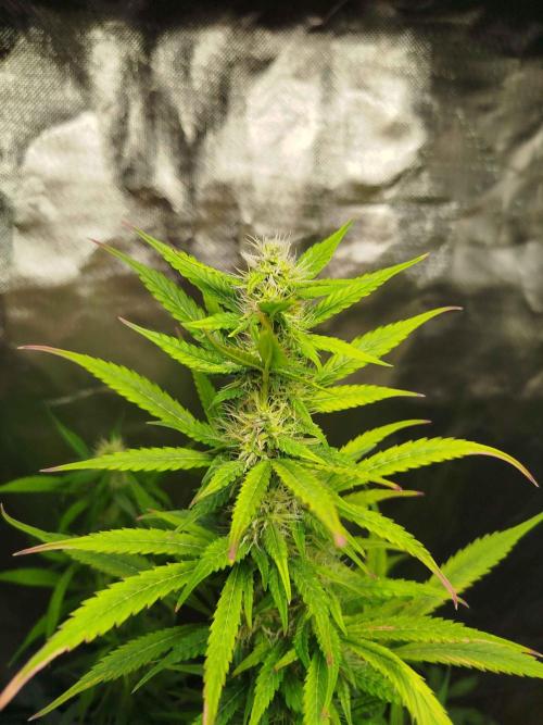 EnteKR first Time Grow Automatic. Week 8