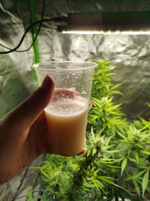 EnteKR first Time Grow Automatic. Week 8