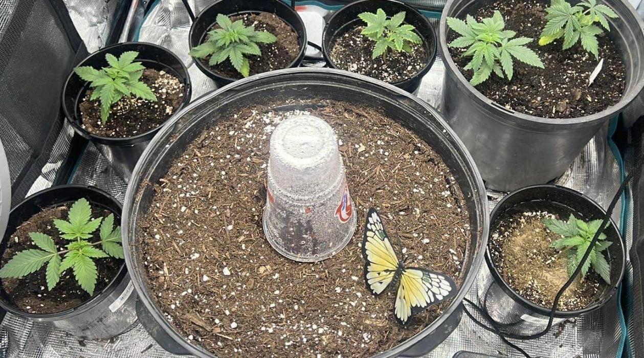 Sticky Broccoli auto flower (very first). Week 0