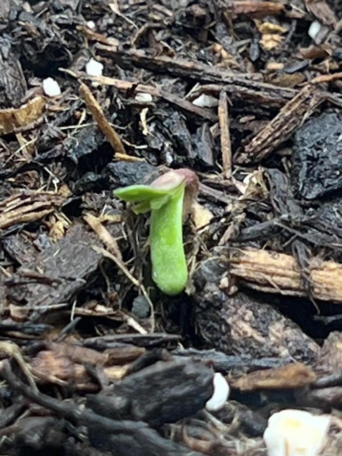 Sticky Broccoli auto flower (very first). Week 1
