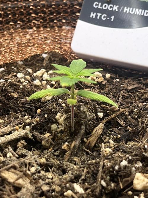 Sticky Broccoli auto flower (very first). Week 2