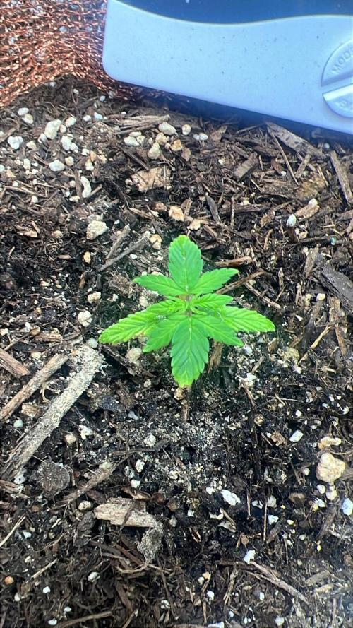 Sticky Broccoli auto flower (very first). Week 2