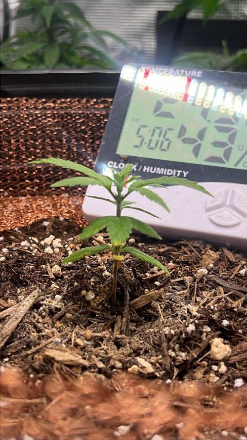 Sticky Broccoli auto flower (very first). Week 3