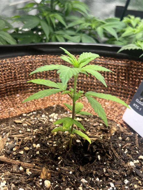 Sticky Broccoli auto flower (very first). Week 5 - 3/1