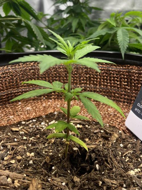 Sticky Broccoli auto flower (very first). Week 5 - 3/1