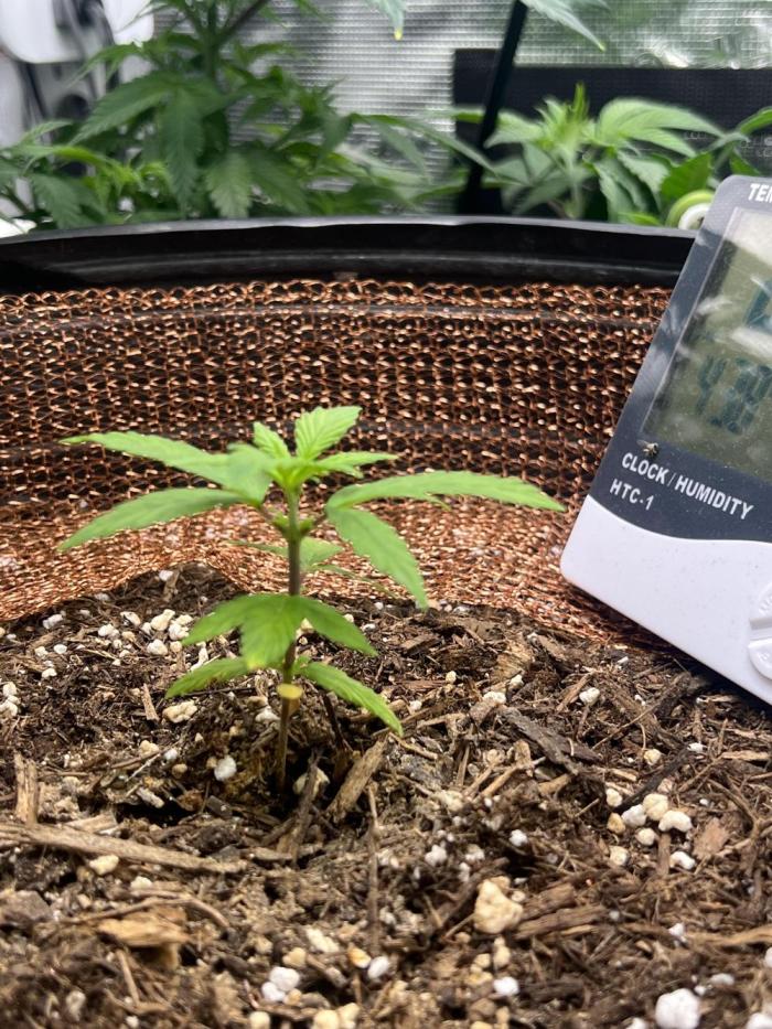 Sticky Broccoli auto flower (very first). Week 4
