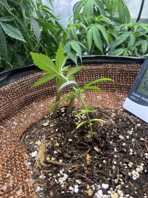Sticky Broccoli auto flower (very first). Week 5 - 3/2