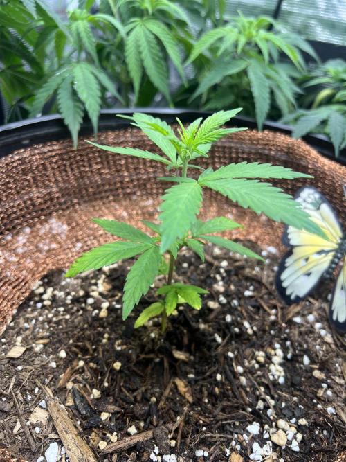 Sticky Broccoli auto flower (very first). Week 5 - 3/2