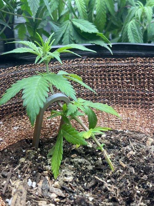 Sticky Broccoli auto flower (very first). Week 5 - 3/4