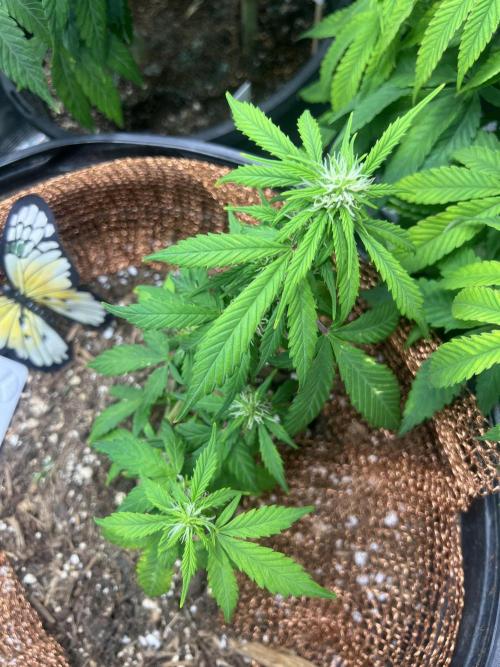 Sticky Broccoli auto flower (very first). Week 7